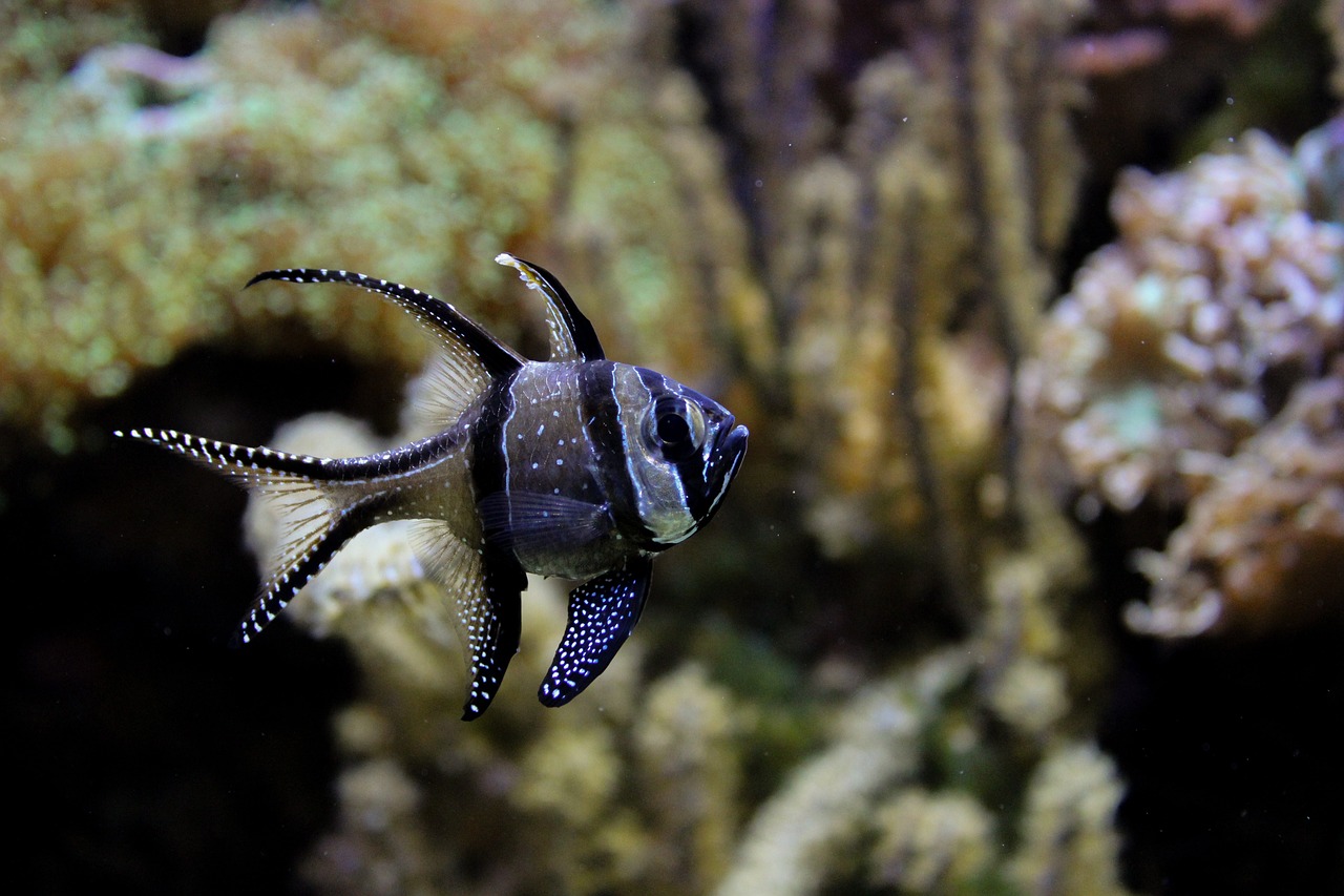 日本水族馆翻车鱼因没游客自闭,深入解析数据策略_8K81.11.73